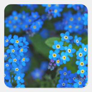 Vergeet-me-niet Bloemen Stickers