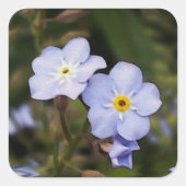 Vergeet me niet bloemen vierkante sticker (Voorkant)