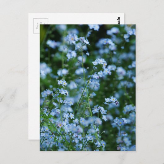 Vergeet-me-niet Briefkaart van Bloemen (Voorkant / Achterkant)