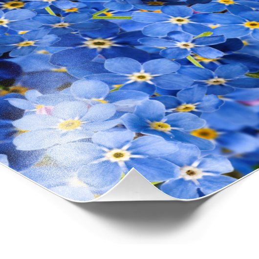 Vergeet me niet dat er geen bloem is foto afdruk (Hoek)