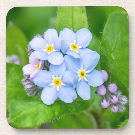 Vergeet me niet, hard plastic onderzetter (Voorkant)