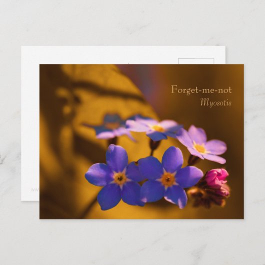 Vergeet me-niet in de zonsondergang CC0122 Wildflo Briefkaart (Voorkant / Achterkant)