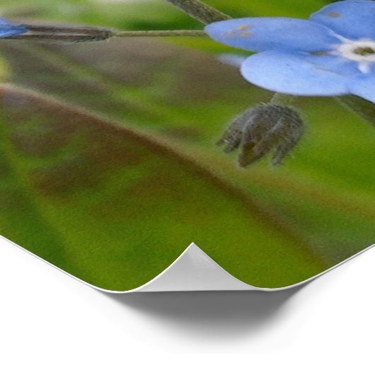 Vergeet me niet Poster (Hoek)