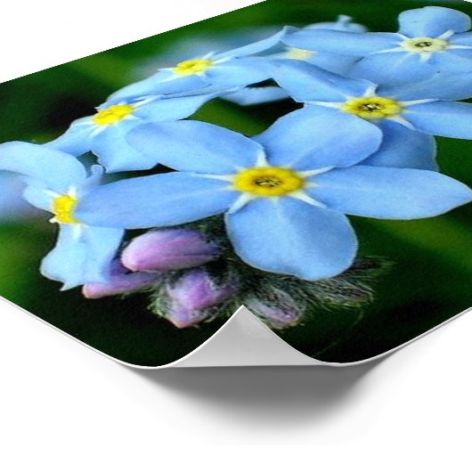 Vergeet-me-niet poster (Hoek)