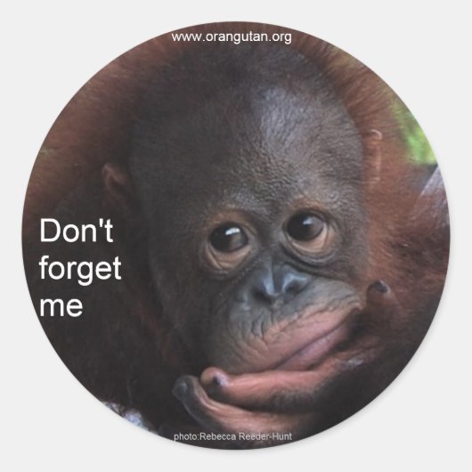 Vergeet me niet (primaat Baby) Ronde Sticker (Voorkant)