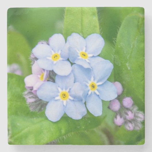 Vergeet me niet, Stone Onderzetter (Voorkant)