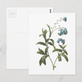 vergeet-me-not (Myosotis scorpioides) van Redouté Briefkaart (Voorkant / Achterkant)