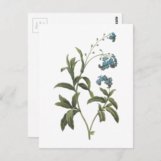 vergeet-me-not (Myosotis scorpioides) van Redouté Briefkaart (Voorkant / Achterkant)