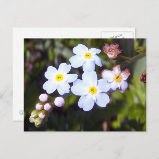 Vergeet me Nots 1 Briefkaart (Voorkant / Achterkant)