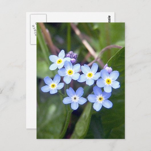 Vergeet me Nots 2 Briefkaart (Voorkant / Achterkant)