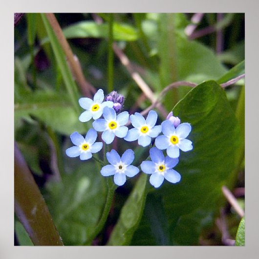 Vergeet me Nots 2 Poster (Voorkant)