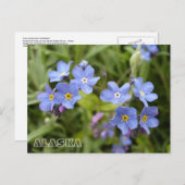 Vergeet-me-nots, Alaska State Flower Briefkaart (Voorkant / Achterkant)