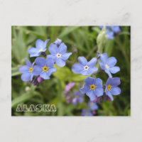 Vergeet-me-nots, Alaska State Flower