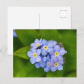 Vergeet-me-nots Briefkaart (Voorkant / Achterkant)