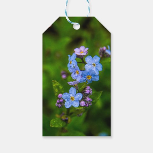 Vergeet-me-nots in de regen cadeaulabel (Voorkant)
