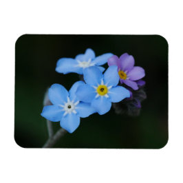 Vergeet-me-Nots Magnet Magneet