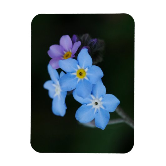 Vergeet-me-Nots Magnet Magneet (Verticaal)
