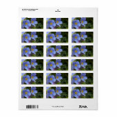 Vergeet-mij-niet Bloemen, Myosotis Etiket (Full Sheet)