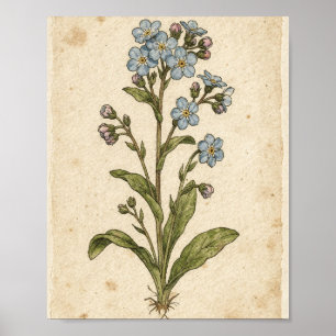 Vergeet-mij-nietje botanische bloem kunst poster