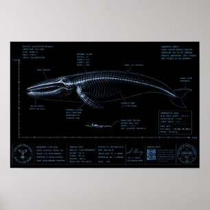 Vergelijking walvis versus mens grootte Röntgenfot Poster