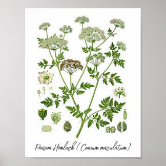 Vergif Hemlock  Botanische Illustratie Poster