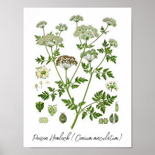 Vergif Hemlock  Botanische Illustratie Poster (Voorkant)