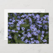 Vergissmeinnicht Briefkaart (Voorkant / Achterkant)
