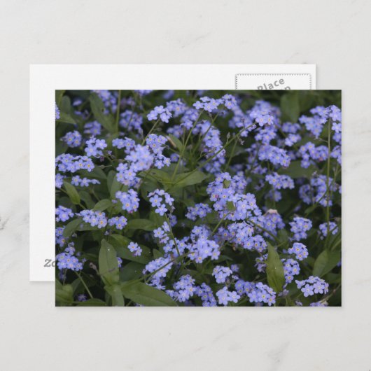 Vergissmeinnicht Briefkaart (Voorkant / Achterkant)