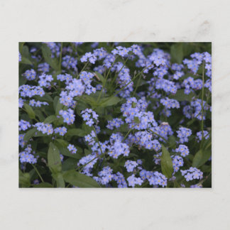Vergissmeinnicht Briefkaart