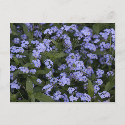 Vergissmeinnicht Briefkaart (Voorkant)
