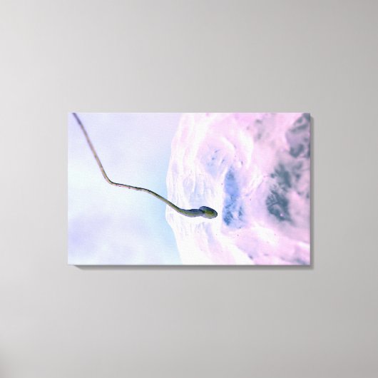 Vergrote blik op een sperma dat een ei bevrucht canvas afdruk (Voorkant)