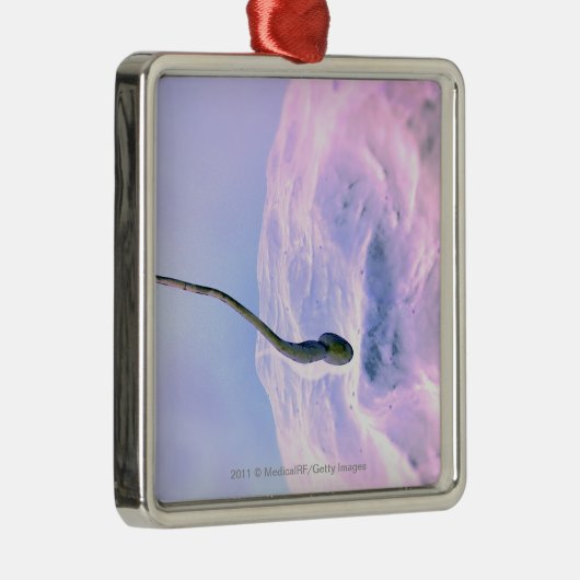 Vergrote blik op een sperma dat een ei bevrucht metalen ornament (Rechts)