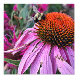 Vergroting van Bij en Echinacea Foto Afdruk
