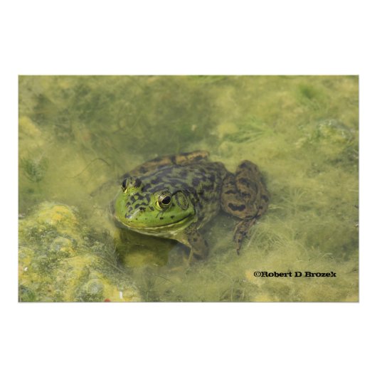 Vergroting van groene stierkikker foto afdruk (Voorkant)