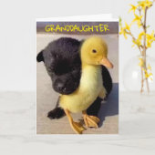 VERHAAL DE TWEEDE DAG VOOR U **GRANDDAUGHTER** KAA KAART (Gele Bloem)