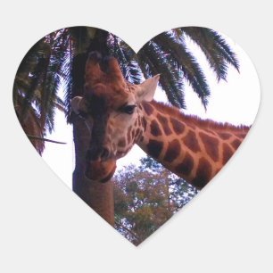 Verhalen van een lange giraaf onder de palmboom, hart sticker