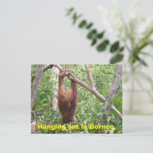 Verhangen in Borneo Funny Animals Briefkaart (Staand voorkant)