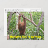 Verhangen in Borneo Funny Animals Briefkaart (Voorkant / Achterkant)
