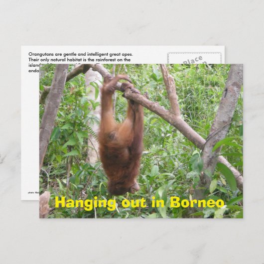 Verhangen in Borneo Funny Animals Briefkaart (Voorkant / Achterkant)