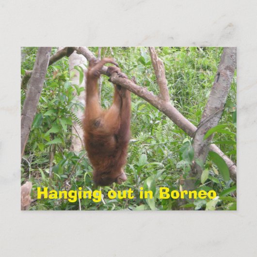 Verhangen in Borneo Funny Animals Briefkaart (Voorkant)