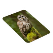 Verharde uil op een mossy stump magneet (Rechterzijde)