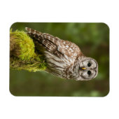 Verharde uil op een mossy stump magneet (Horizontaal)