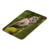 Verharde uil op een mossy stump magneet (Linkerzijde)