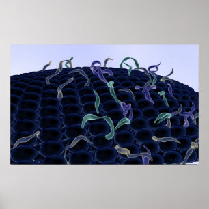 Verhoogd celmembraan poster