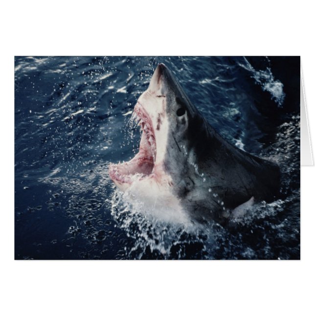 Verhoogde haaienmond open (Voorkant Horizontaal)