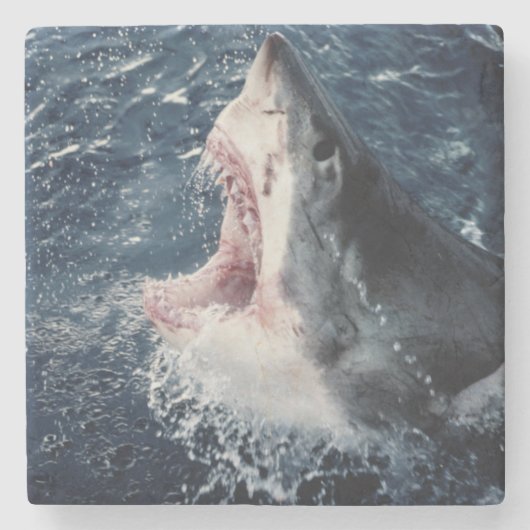 Verhoogde haaienmond open stenen onderzetter (Voorkant)