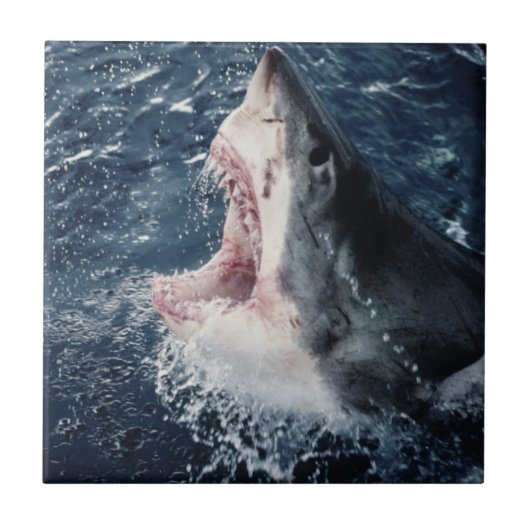 Verhoogde haaienmond open tegeltje (Voorkant)