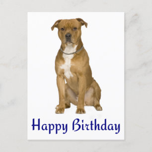 Verjaardag Amerikaanse Staffordshire Terrier Post  Briefkaart