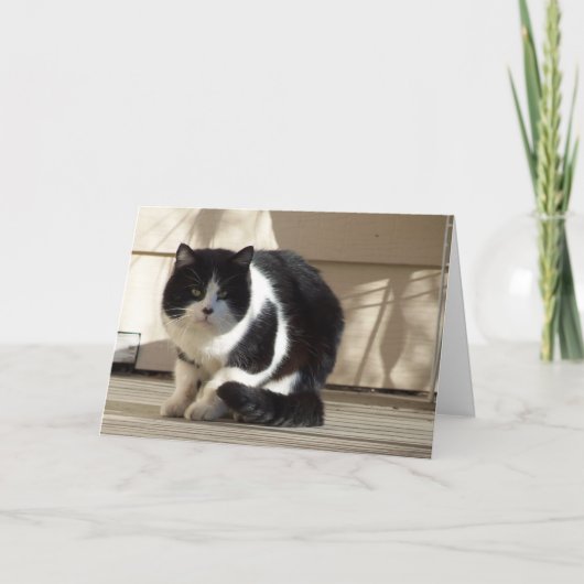 Verjaardag, Black N White Cat Kaart (Voorkant)