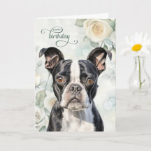Verjaardag Boston Terrier Hond met Witte Rozen
